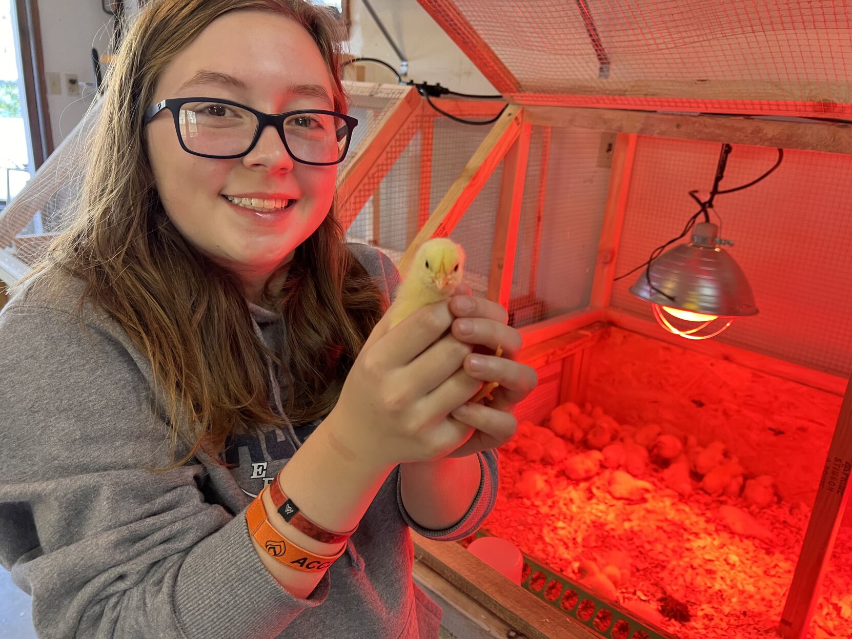 Flat Gap Farm chicks.jpg